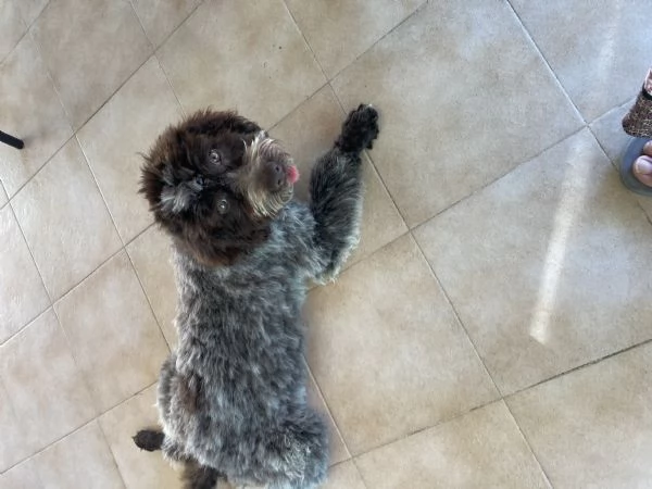 Vendo cucciola di Lagotto Romagnolo  | Foto 4