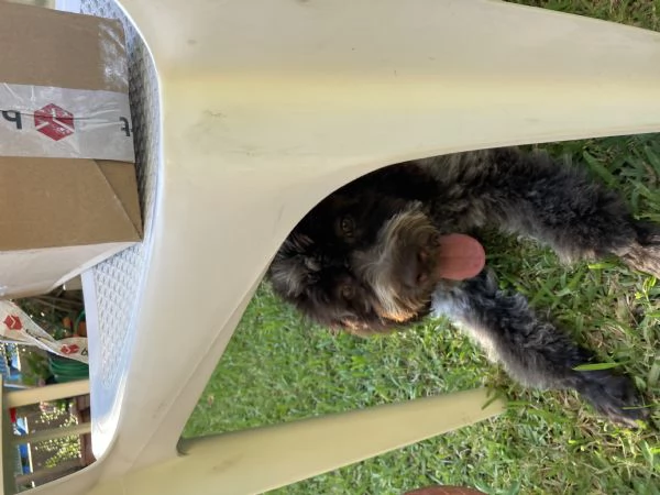 Vendo cucciola di Lagotto Romagnolo  | Foto 3