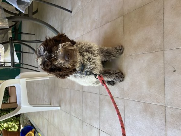 Vendo cucciola di Lagotto Romagnolo  | Foto 2