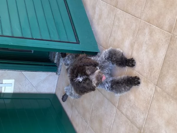 Vendo cucciola di Lagotto Romagnolo  | Foto 1