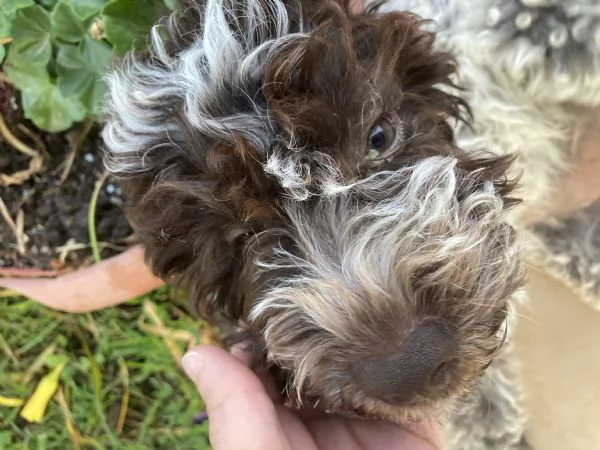 Vendo cucciola di Lagotto Romagnolo  | Foto 0