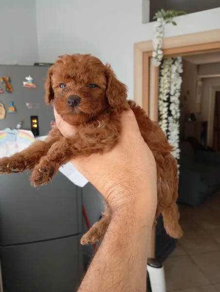 Barboncino  | Foto 3