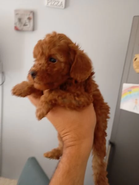 Barboncino  | Foto 2