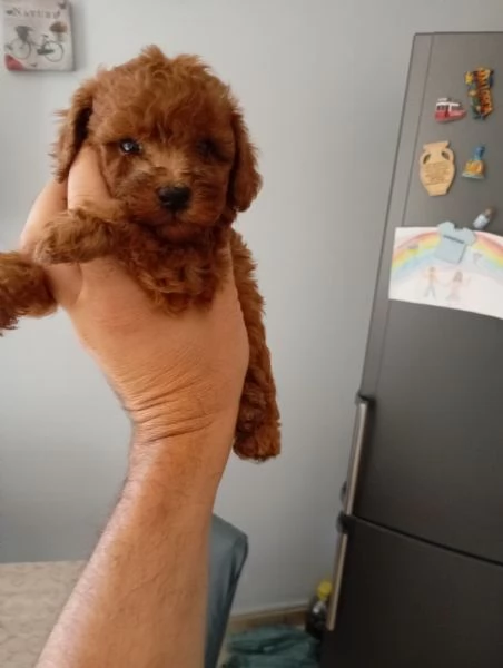 Barboncino  | Foto 1