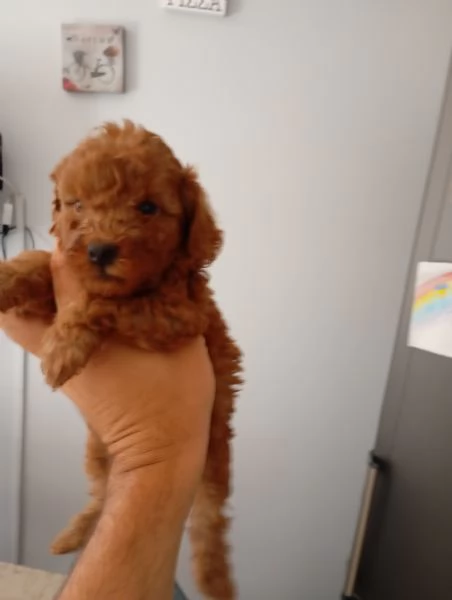 Barboncino  | Foto 0