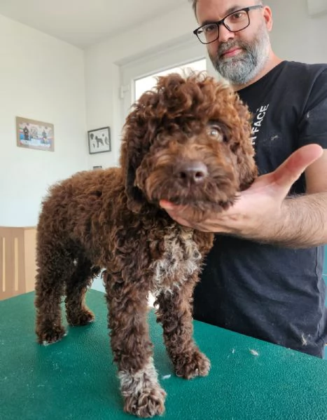 Cuccioli Lagotto romagnolo