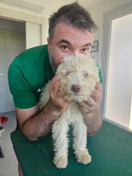Cuccioli Lagotto romagnolo | Foto 0