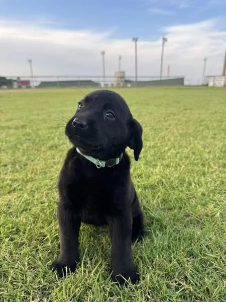 LABARADOR RETRIEVER PUPPIES FOR ADOPTION | Foto 2