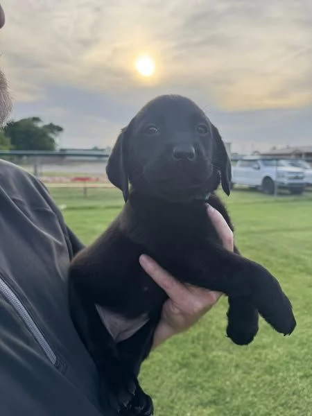 LABARADOR RETRIEVER PUPPIES FOR ADOPTION | Foto 1