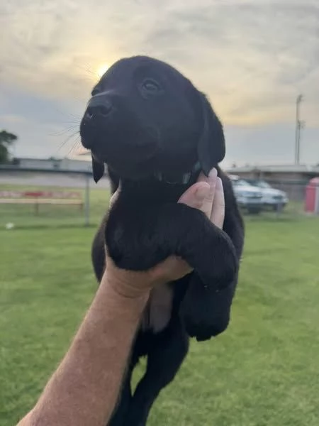 LABARADOR RETRIEVER PUPPIES FOR ADOPTION | Foto 0