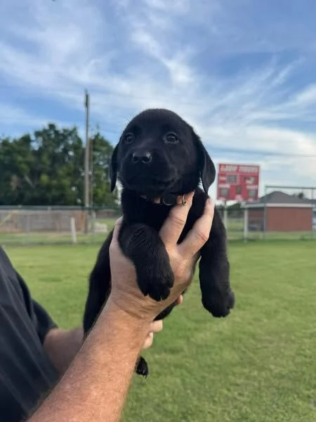 LABARADOR RETRIEVER PUPPIES FOR ADOPTION