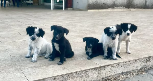 Cuccioli in adozione (mamma Border Collie)
