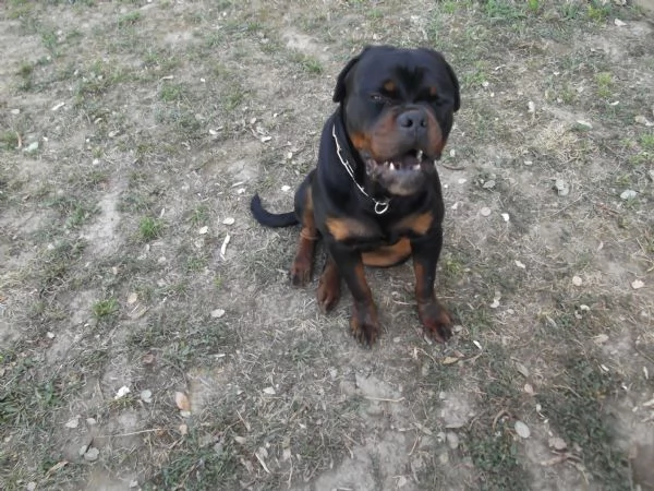 cucciolone rottweiler | Foto 3