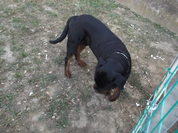 cucciolone rottweiler | Foto 2