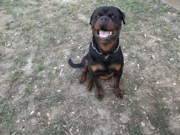 cucciolone rottweiler | Foto 0