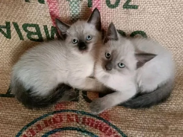 Adozione gattini Siamese 