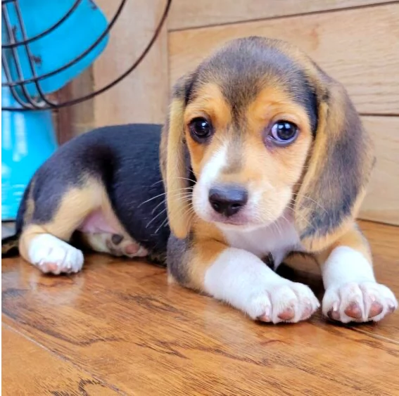 Regalo Beagle MERAVIGLIOSI cuccioli di Beagle ottima genealogia, gia vaccinati, sverminati e microch