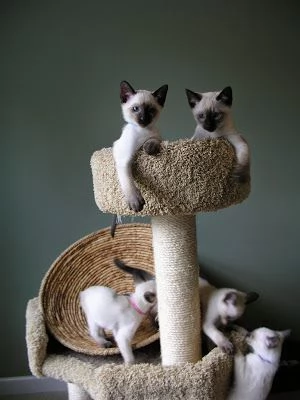GATITOS SIAMESE PARA ADOPCION | Foto 0