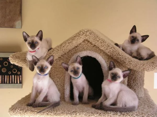 GATITOS SIAMESE PARA ADOPCION
