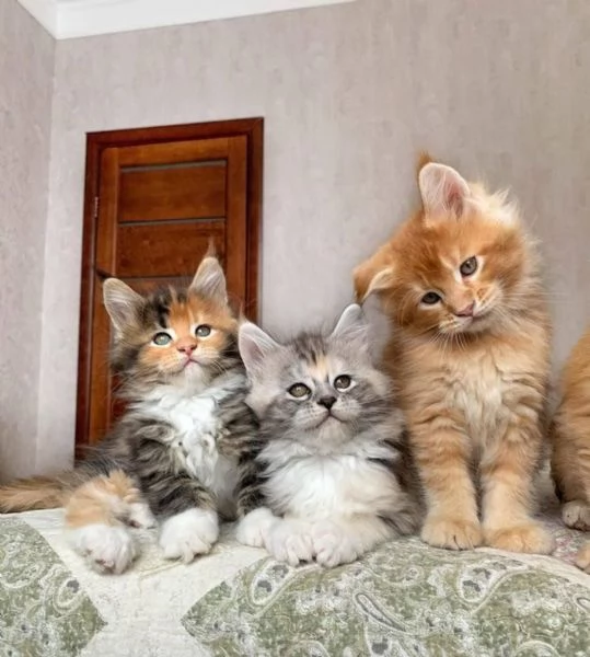 REGALO MAINE COON | Foto 0