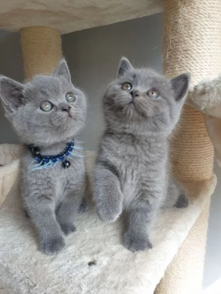 Gattini British Shorthair color crema, maschi e femmine.