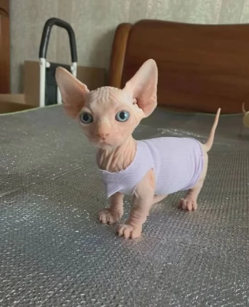 Solo gattini SPHYNX e sarò lieta di inviare foto e video dei cuccioli.  | Foto 1