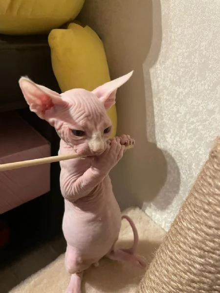Solo gattini SPHYNX e sarò lieta di inviare foto e video dei cuccioli.  | Foto 0