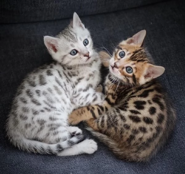 Gattini Bengala