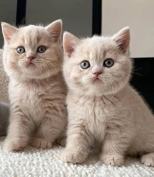 British Shorthair, femmina e maschio