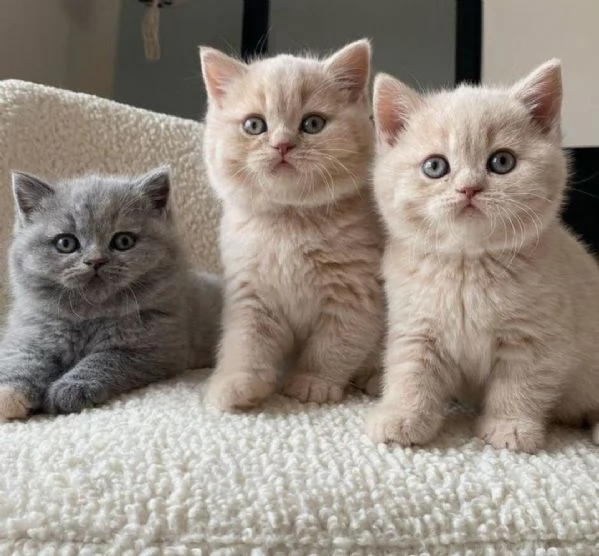 British Shorthair, femmina e maschio | Foto 0