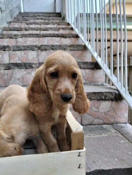 Cocker spaniel inglese