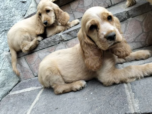 Cocker spaniel inglese | Foto 3