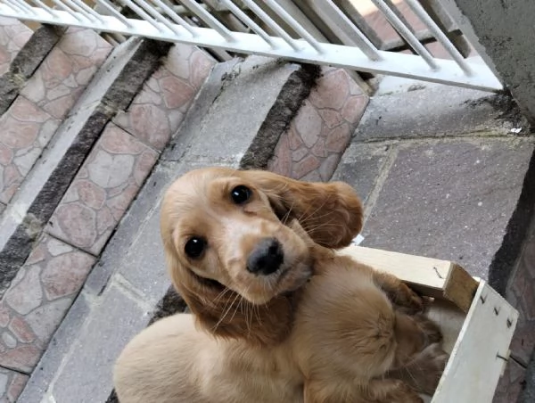 Cocker spaniel inglese | Foto 2