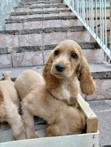 Cocker spaniel inglese | Foto 1