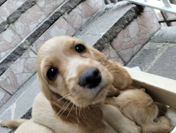 Cocker spaniel inglese | Foto 0