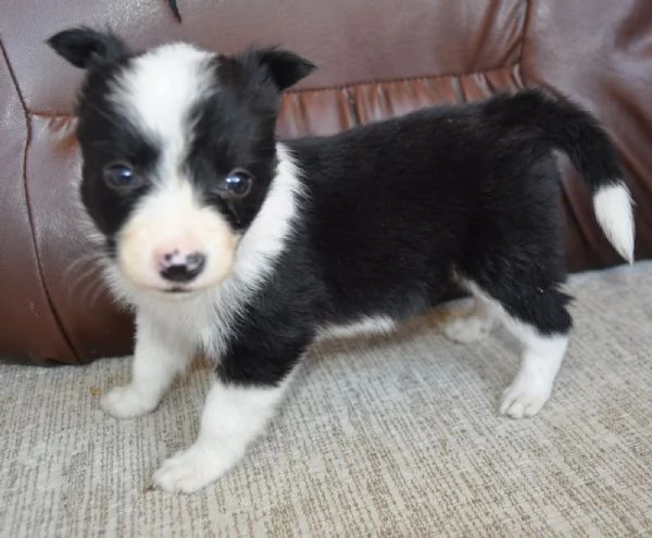 Border Collie Cuccioli in vendita | Foto 6