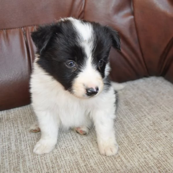Border Collie Cuccioli in vendita | Foto 5