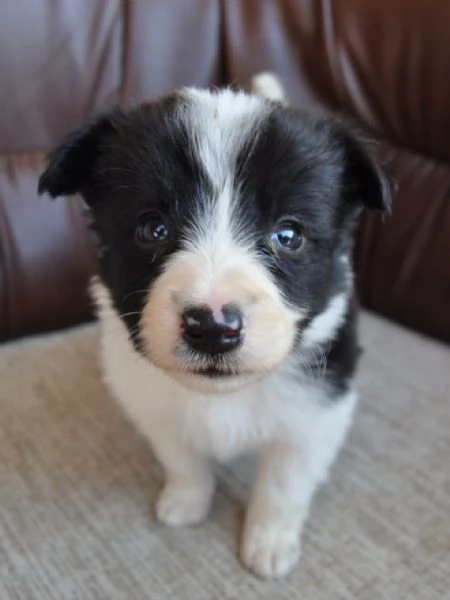 Border Collie Cuccioli in vendita | Foto 4