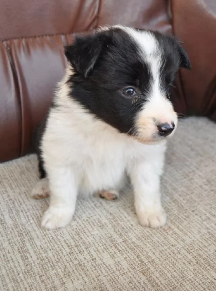 Border Collie Cuccioli in vendita | Foto 3