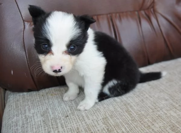 Border Collie Cuccioli in vendita | Foto 2