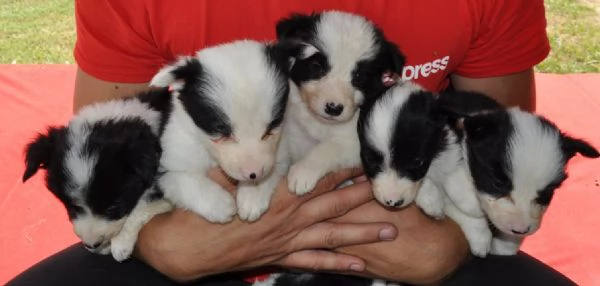 Border Collie Cuccioli in vendita | Foto 0