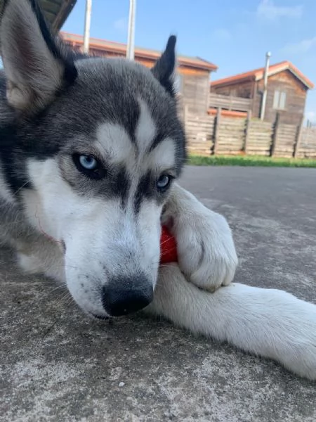 Husky Siberiano Grigio Occhi Azzurri 