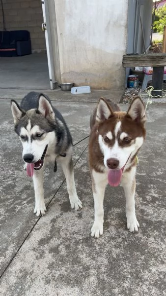 Husky Siberiano Grigio Occhi Azzurri  | Foto 3