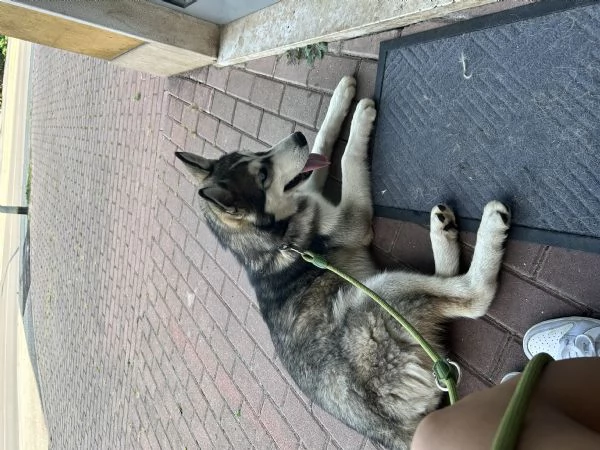 Husky Siberiano Grigio Occhi Azzurri  | Foto 2