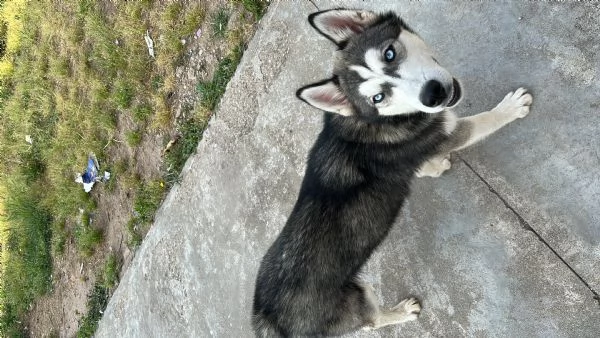 Husky Siberiano Grigio Occhi Azzurri  | Foto 1
