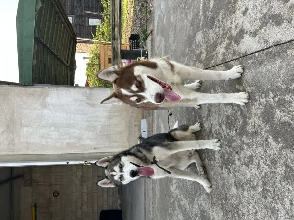 Husky Siberiano Grigio Occhi Azzurri  | Foto 0