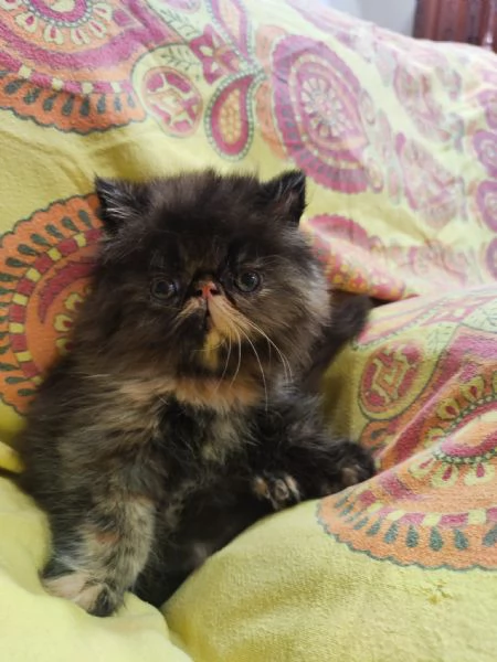 Gattina persiana  | Foto 1