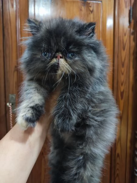 Gattina persiana  | Foto 0