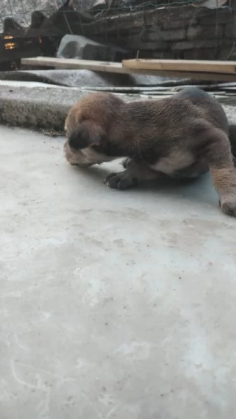 Regalo cuccioli  | Foto 1