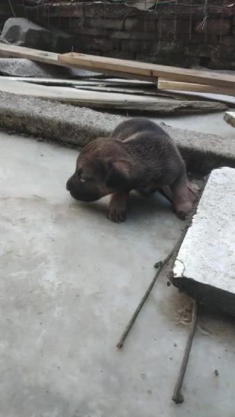 Regalo cuccioli  | Foto 0